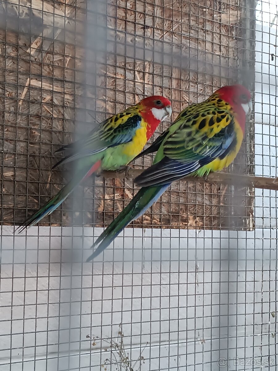 Predám rozely pestré - 2