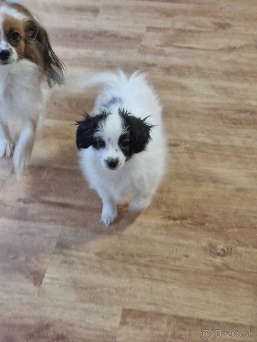 Papillon, phalene šteniatko - 2