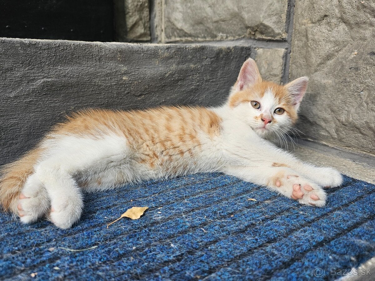 Darujeme Kocúrika 🐱 - 2