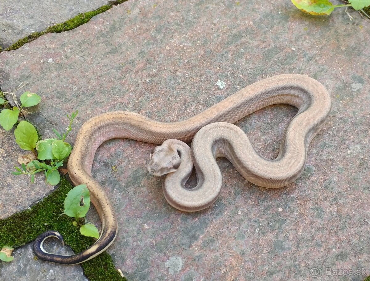 Boa imperator- Sterling Sharp Albino - 2