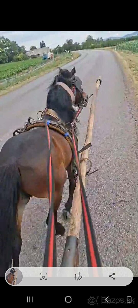 Pony - 2