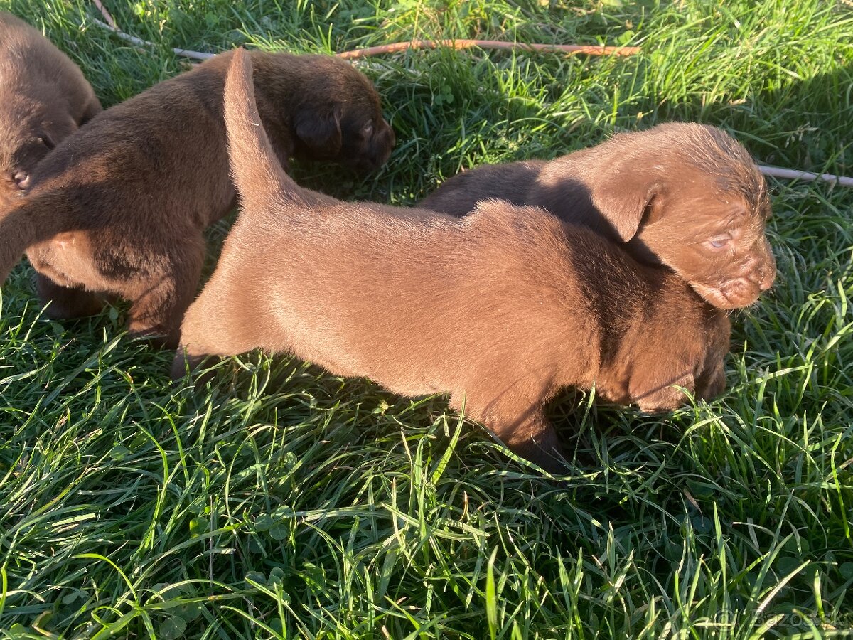 Labrador šteniatka - 2