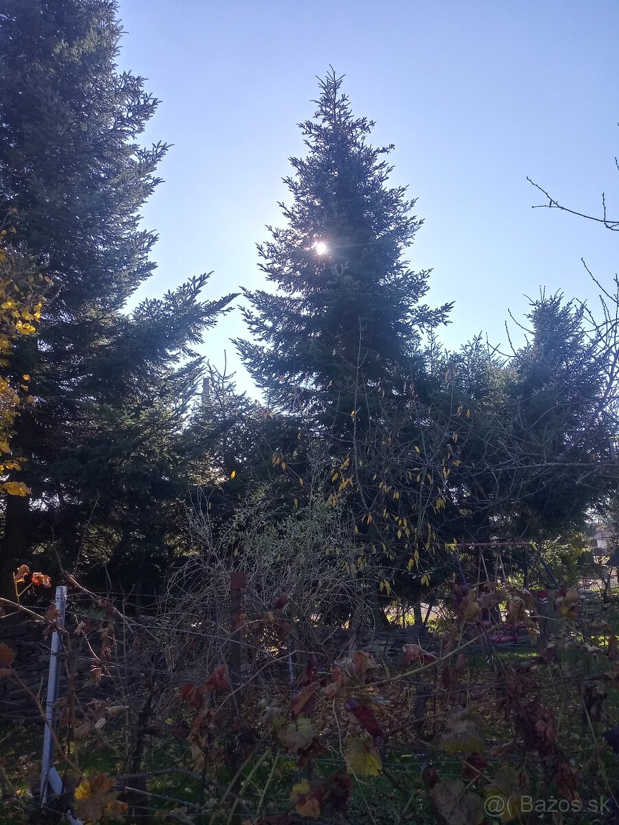 Ponukam živy vianočny strom jedľa - 2