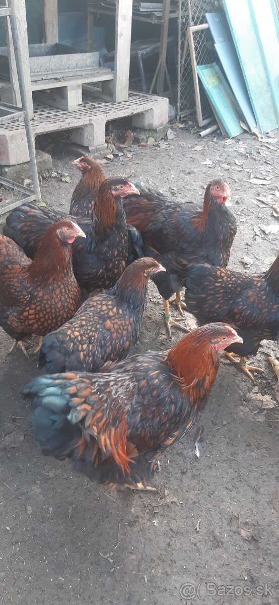 Wyandotka ZČL Veľká. Kohúty 2025. - 2