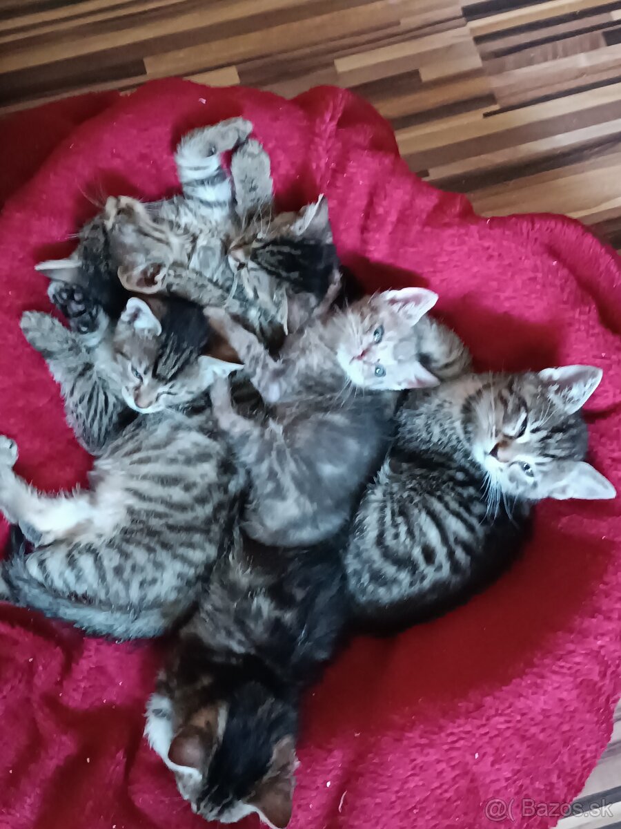 Darujem mačiatka do dobrých ruk - 2