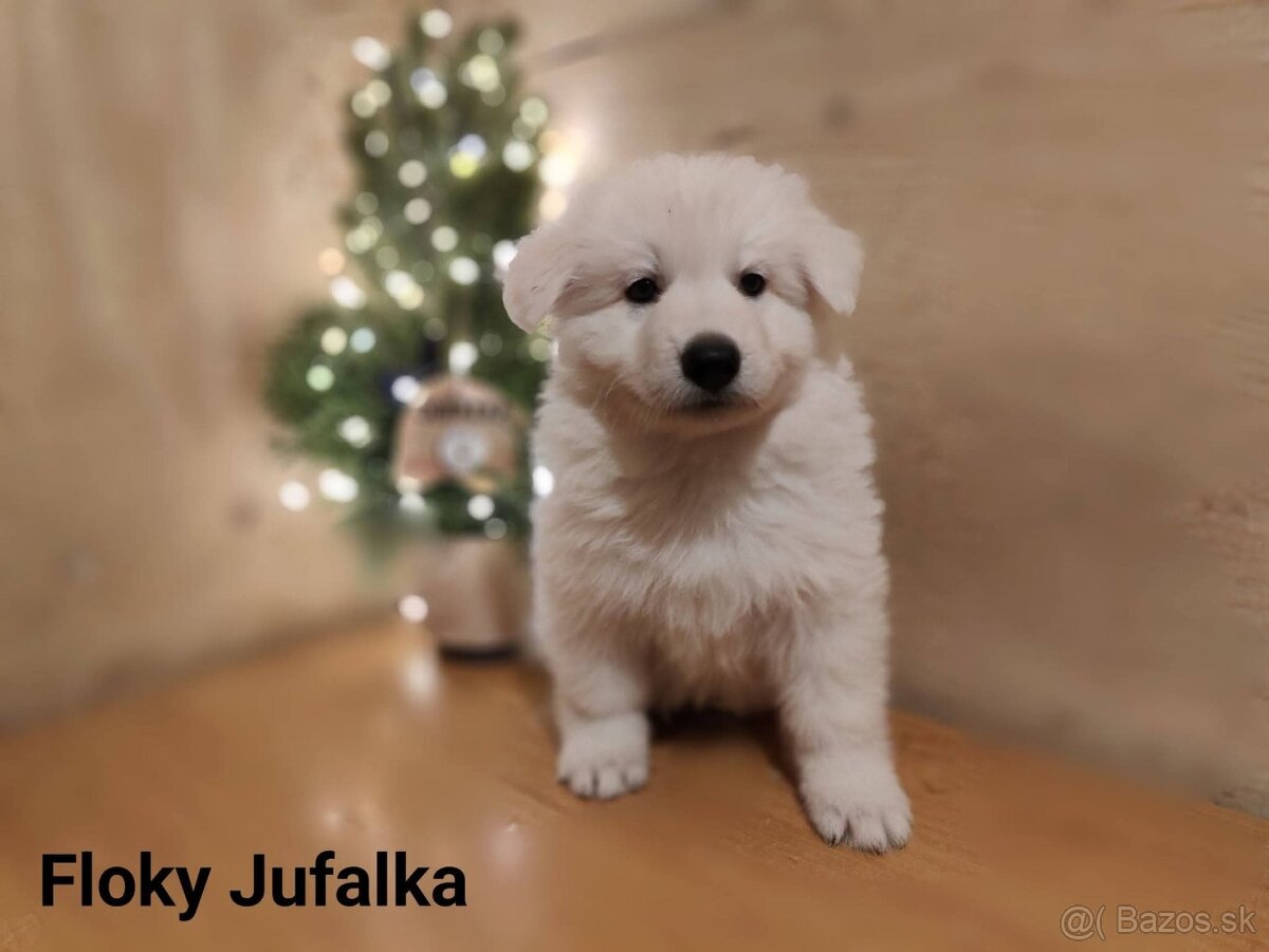 Biely švajčiarsky ovčiak s PP - 2