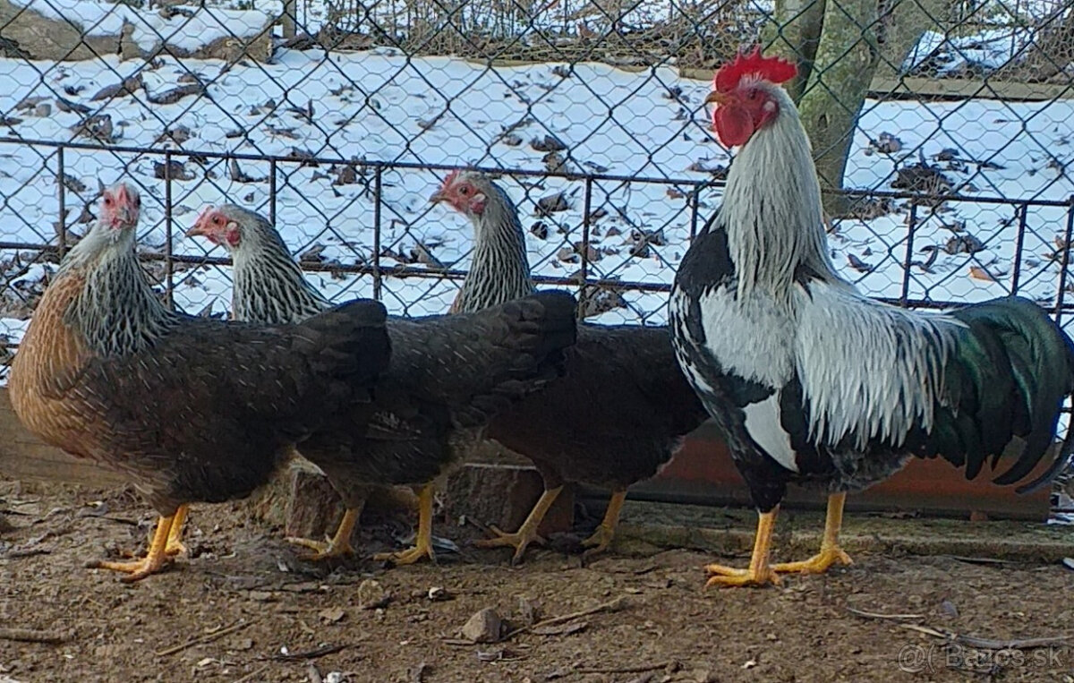 Ponuka na predaj - 2