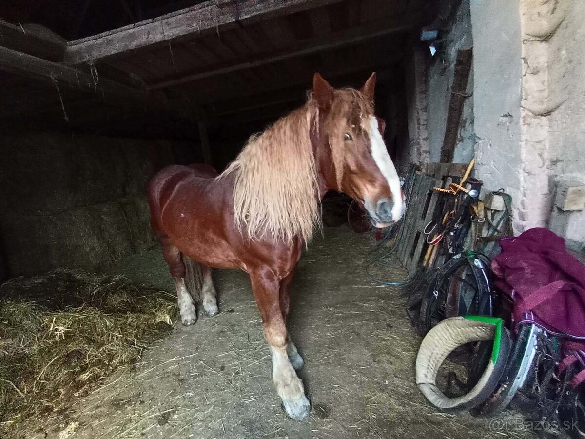 Predám ťažného žrebca - 2