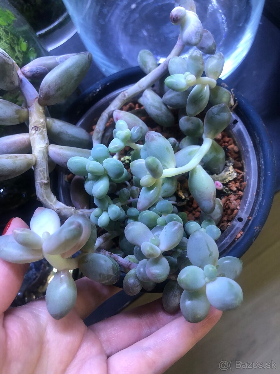 Sukulent pink moonstone a iné - 2