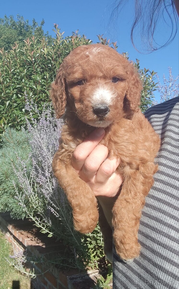 Goldendoodle f1b - 2