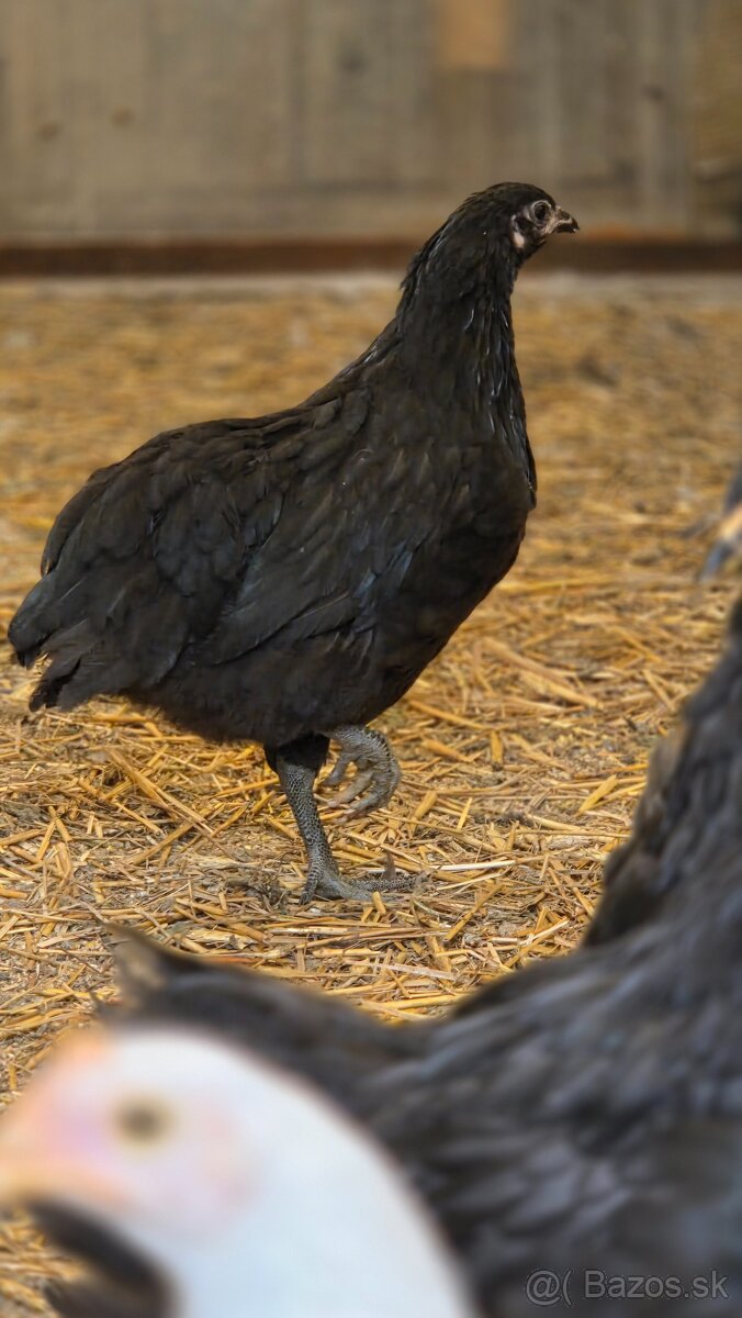 Australorp - 2