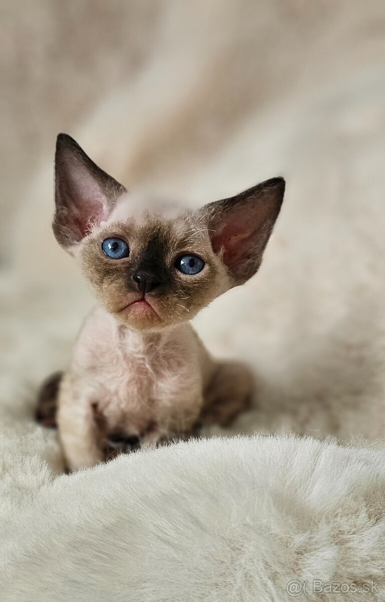 Devon rex kocourci s průkazem původu - 2