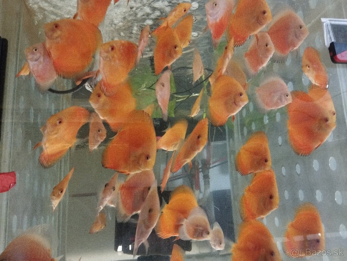 Discus terčovce - 2