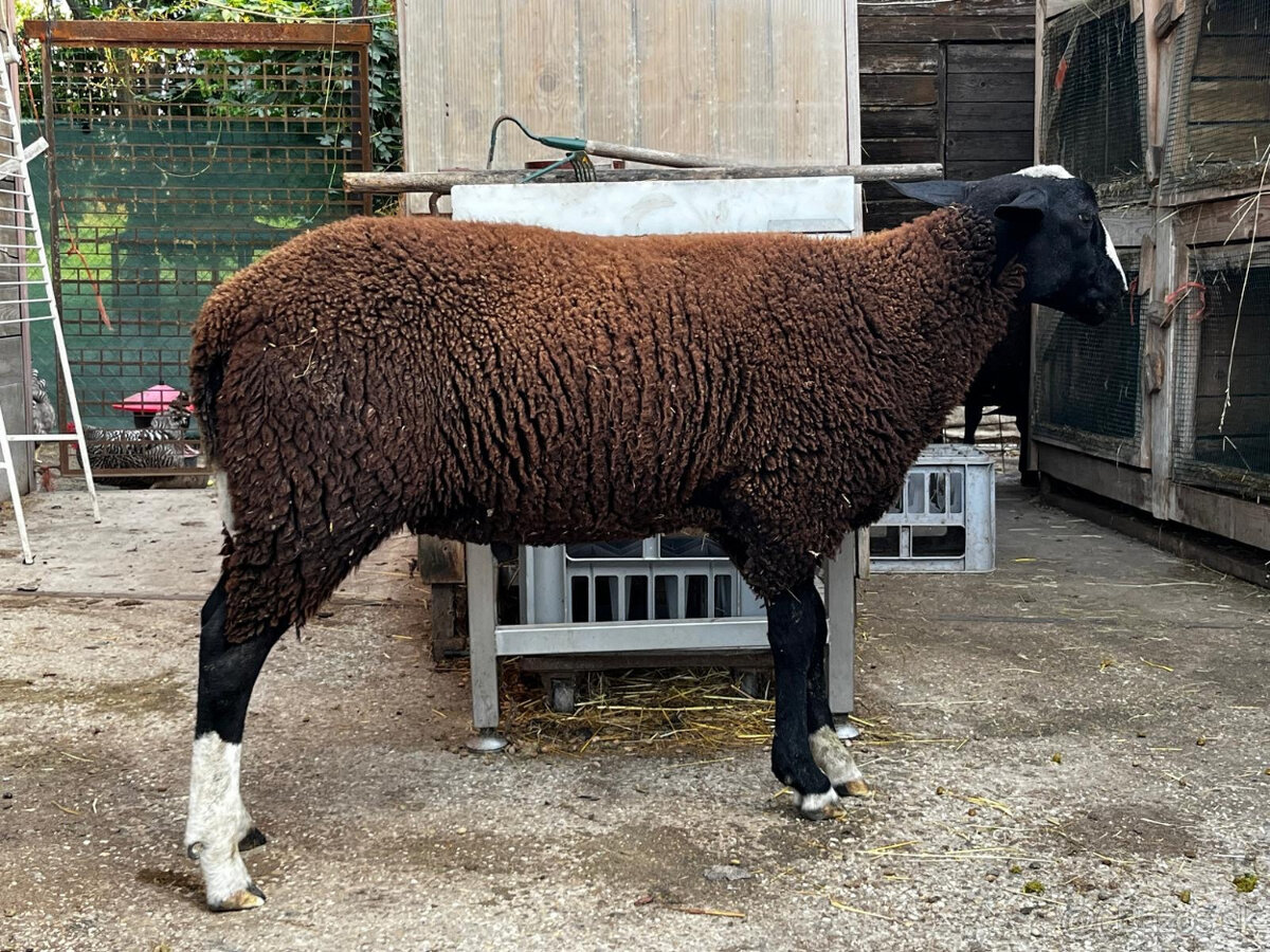 Zwartbles - 2