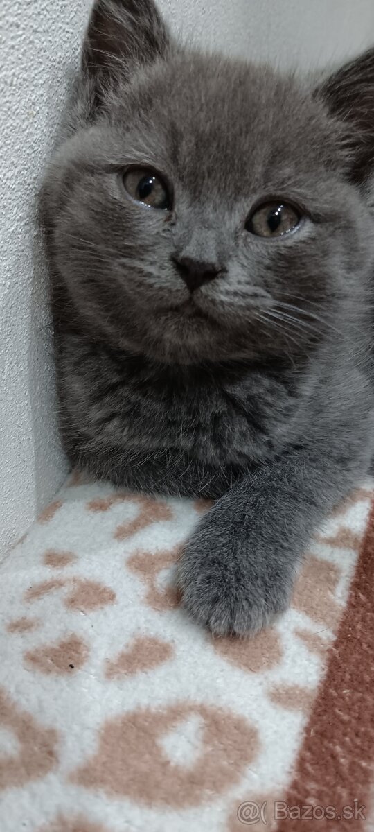 Britské mačiatka - 2