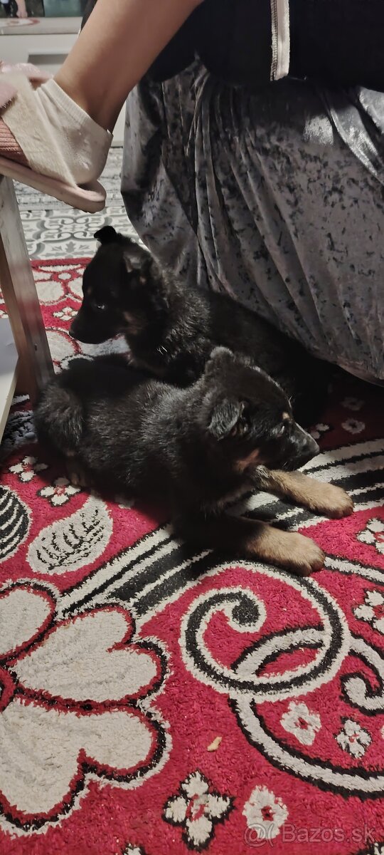 Nemecký ovčiak - 2