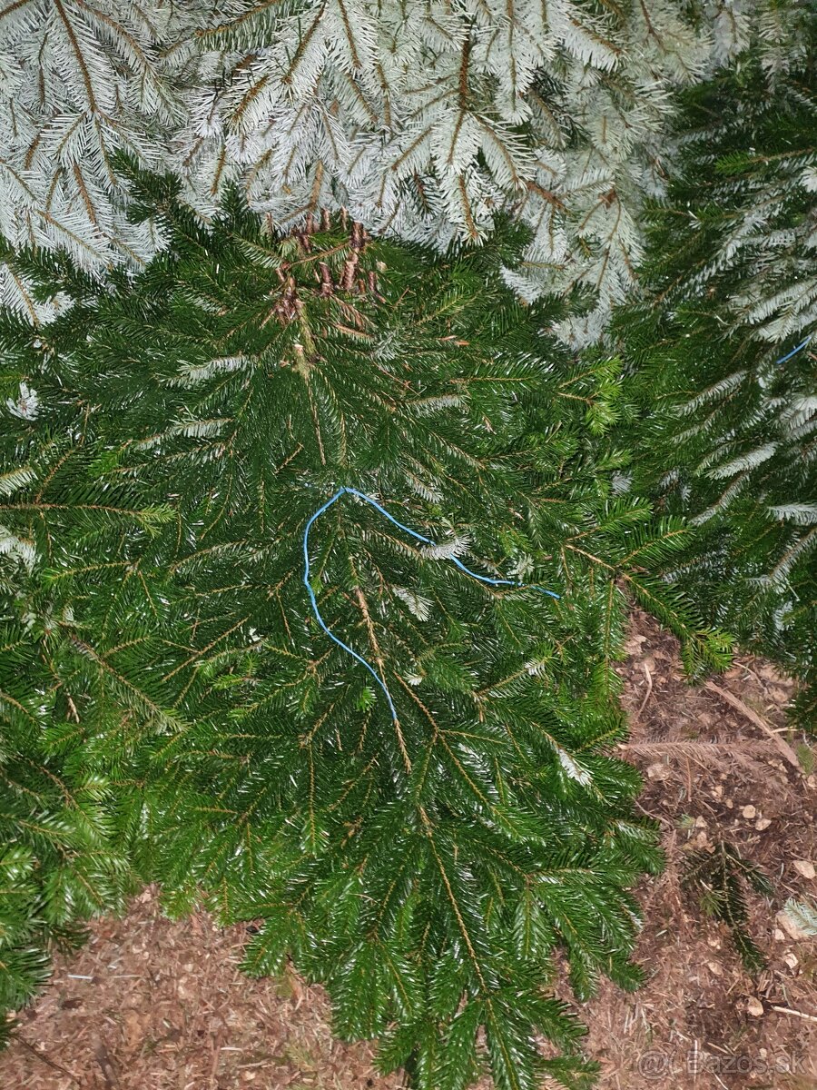 konáre borovice Nordmannovej - 2