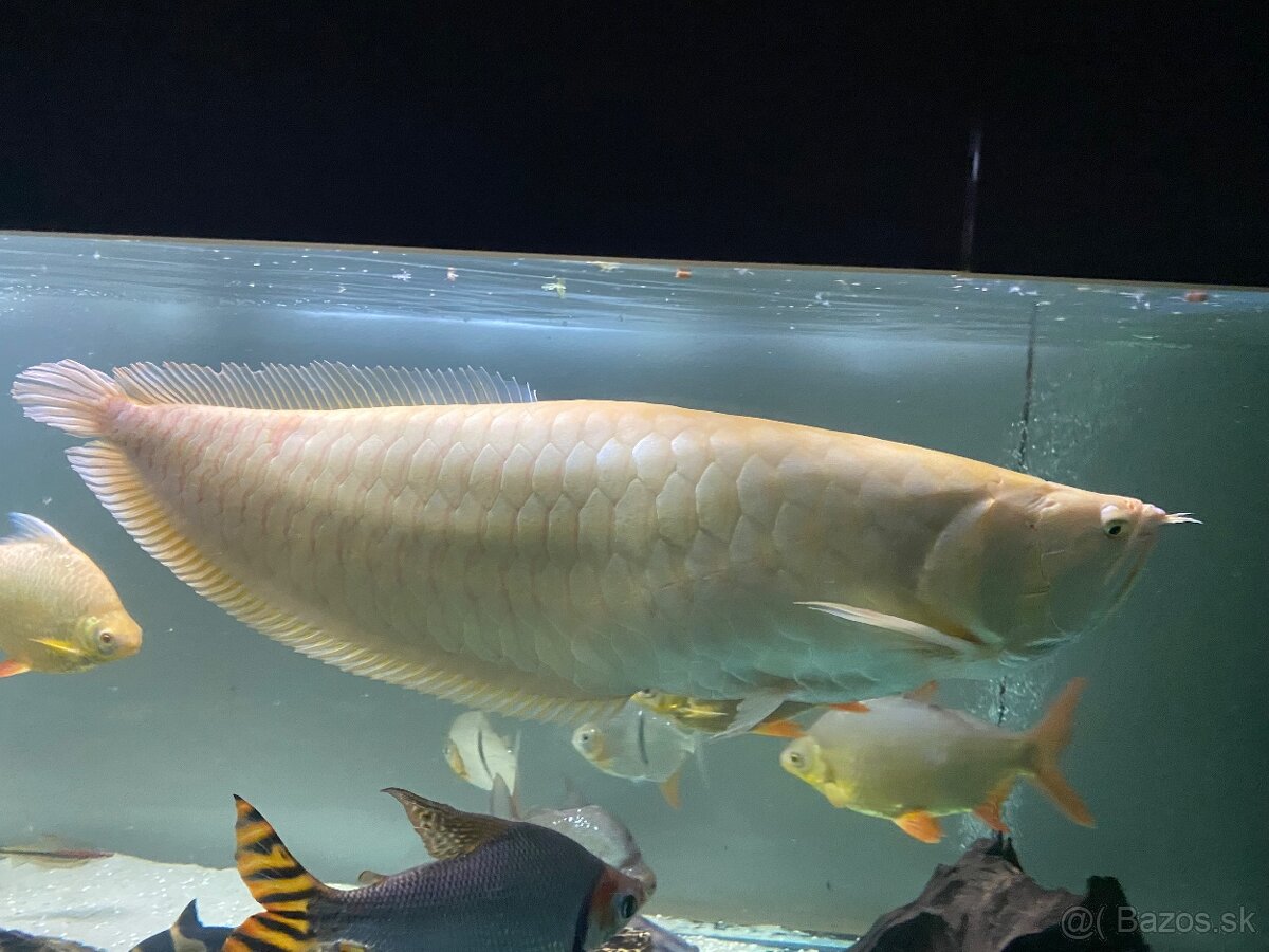 Arowana albín - 2