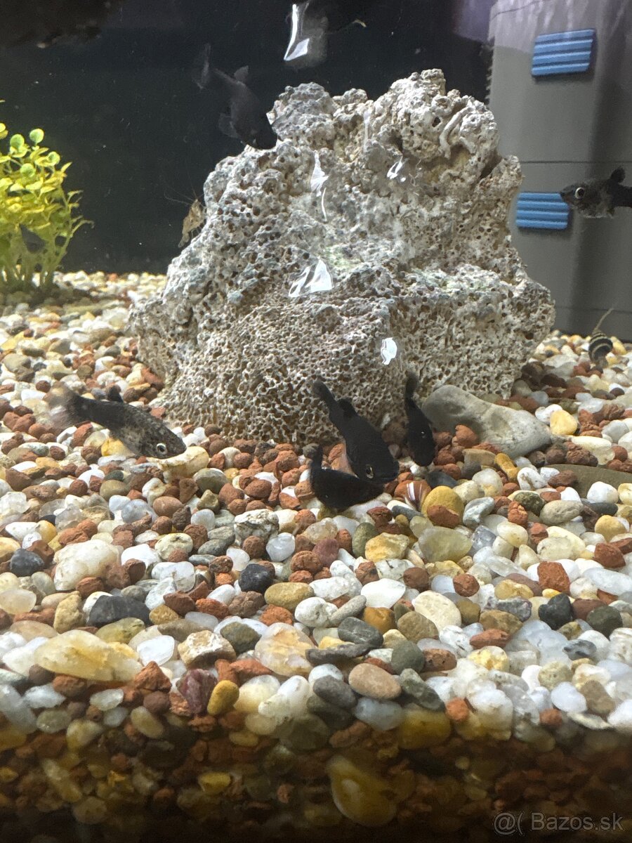 Živorodky Molly - 2