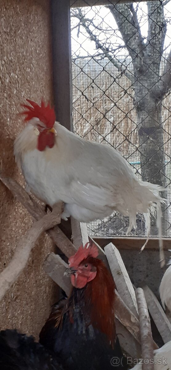 Kohúti-Leghorn - 2