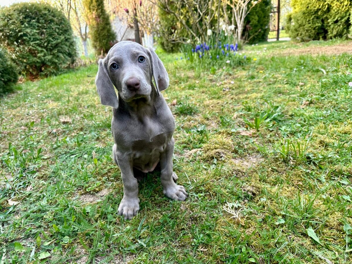 Weimarský stavač - 2