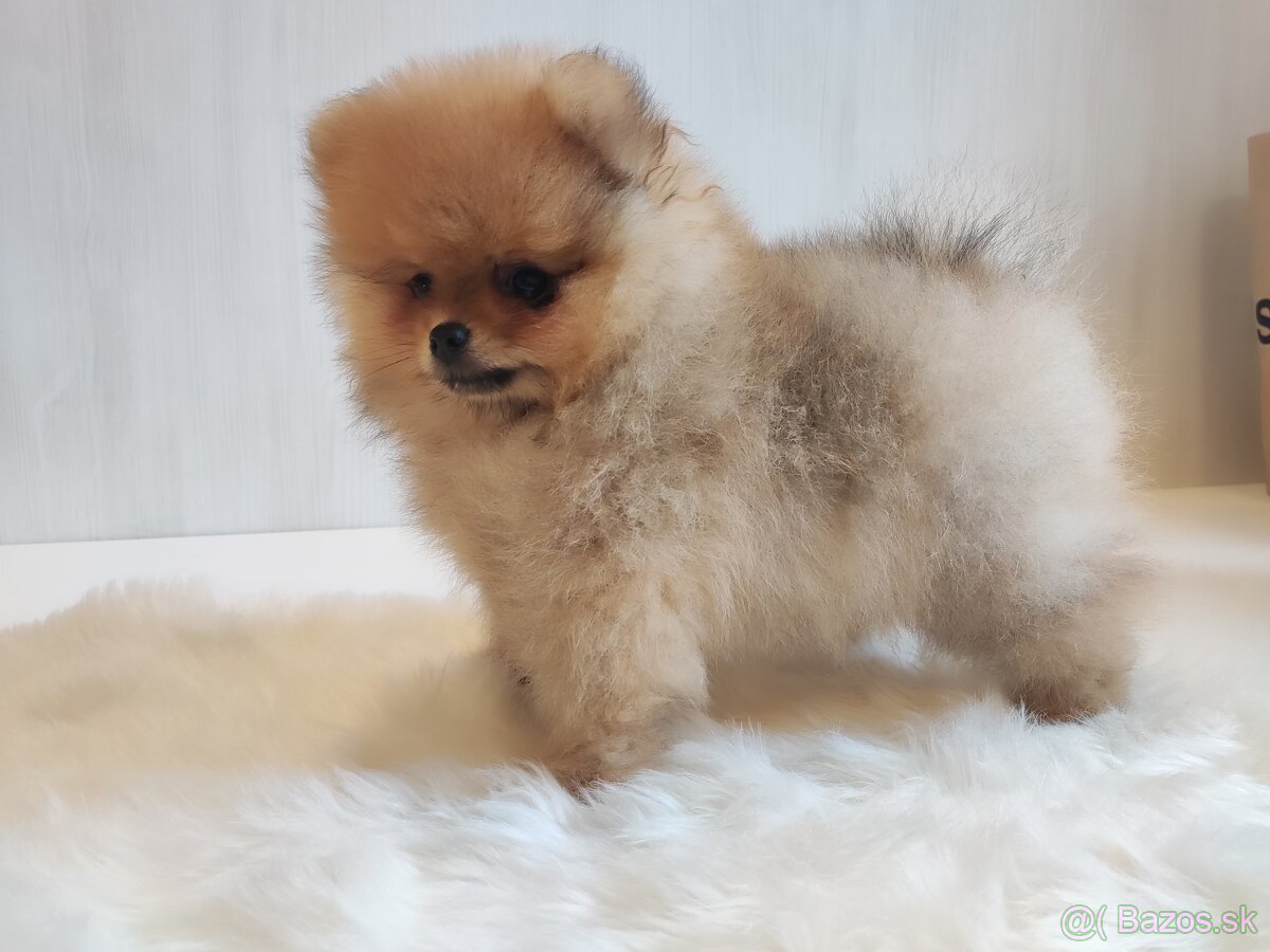 Pomeranian - 2