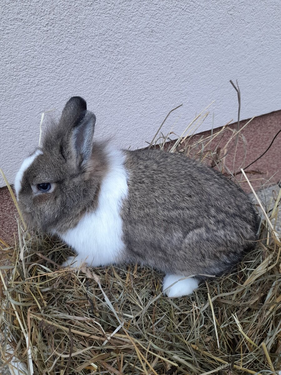 Zakrsle zajaciky - 2