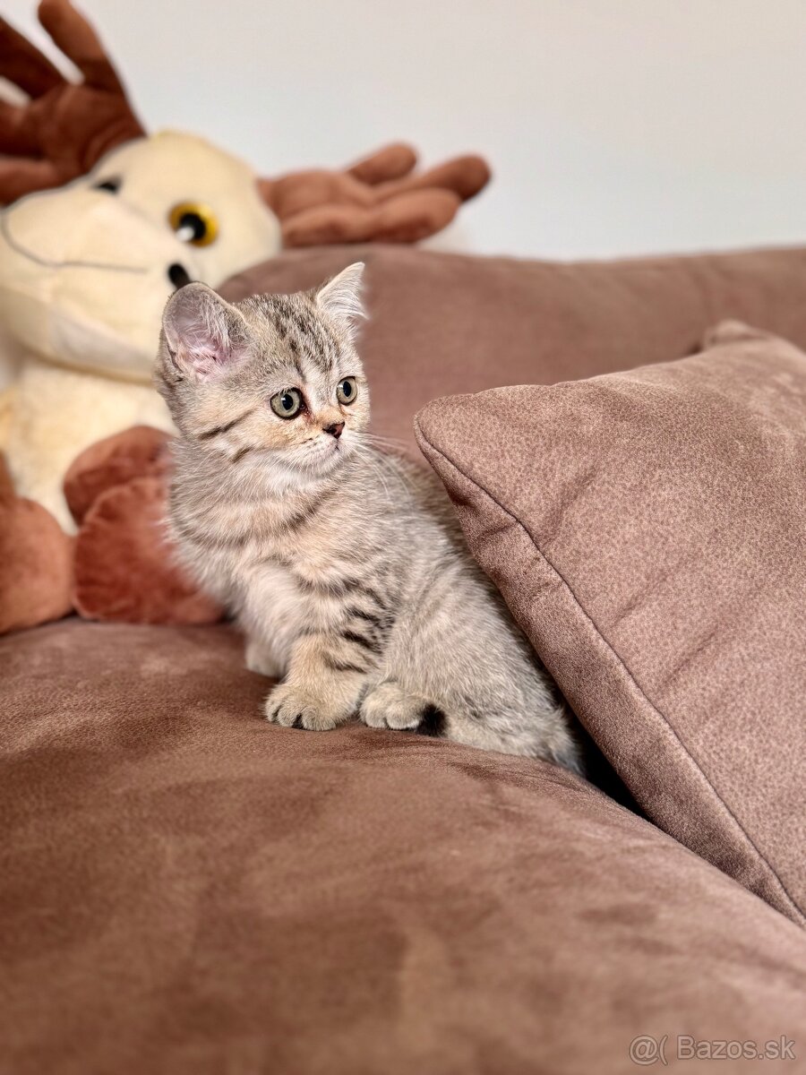 Škótska klapouchá mačka, scottish fold,straight s PP - 2