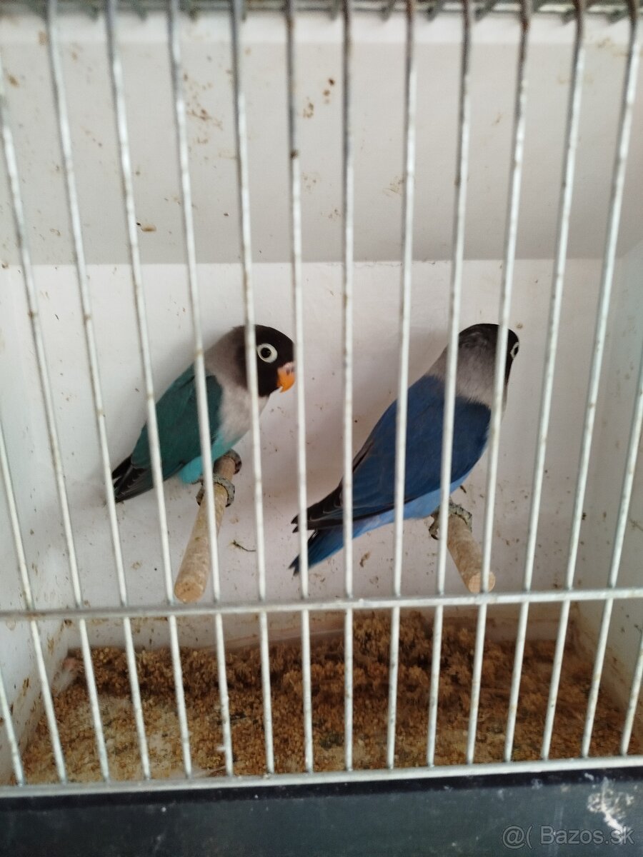 NOFEMA, ROZELA a AGAPORNISI - 2