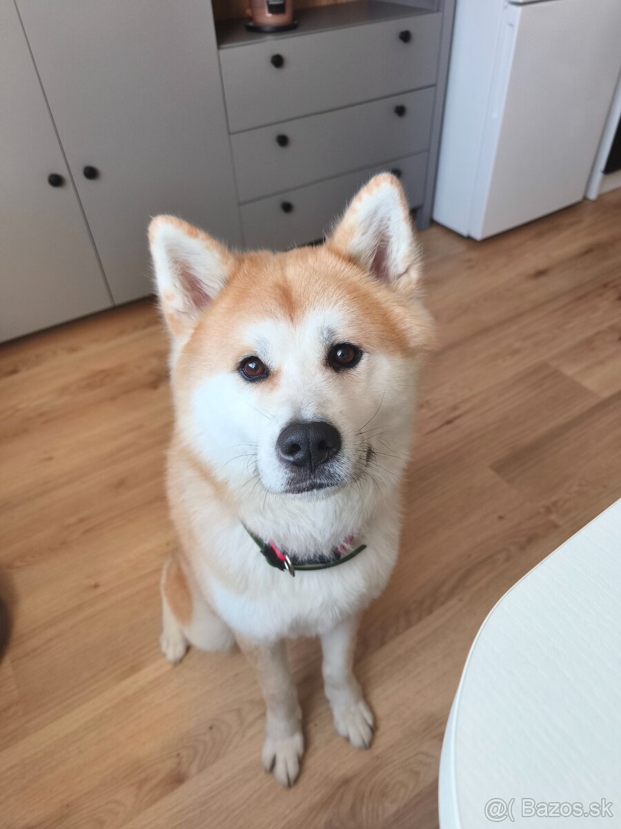 Darujem Akita inu - 2