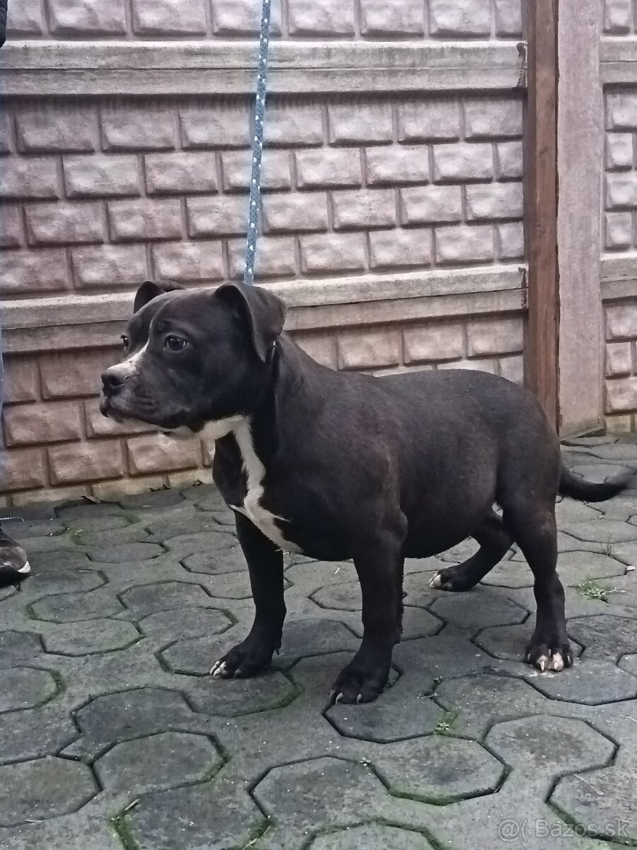 J&K bullys "ponúkame na predaj American bully XL - 2