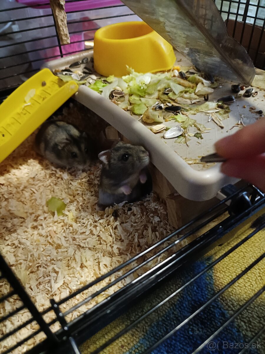 Džungársky škrečok - 2