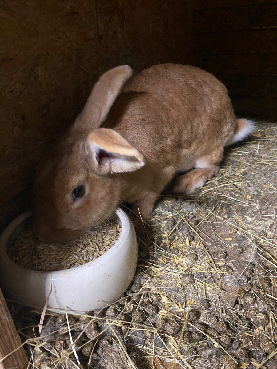 Samicka mix s tromi zajacikmi - 2