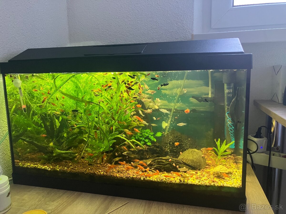Akvárium - 2