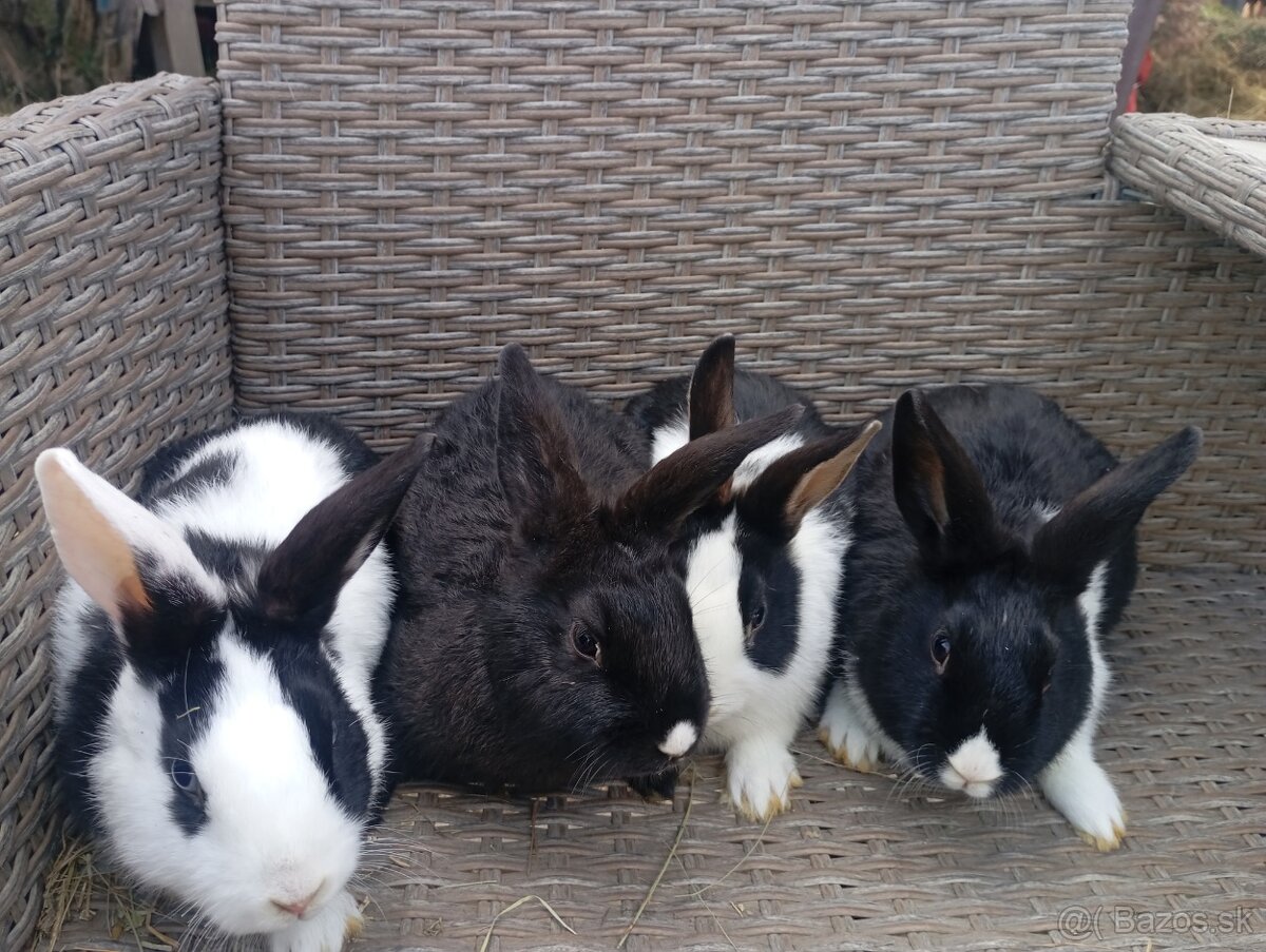 Holandský zakrslik - 2