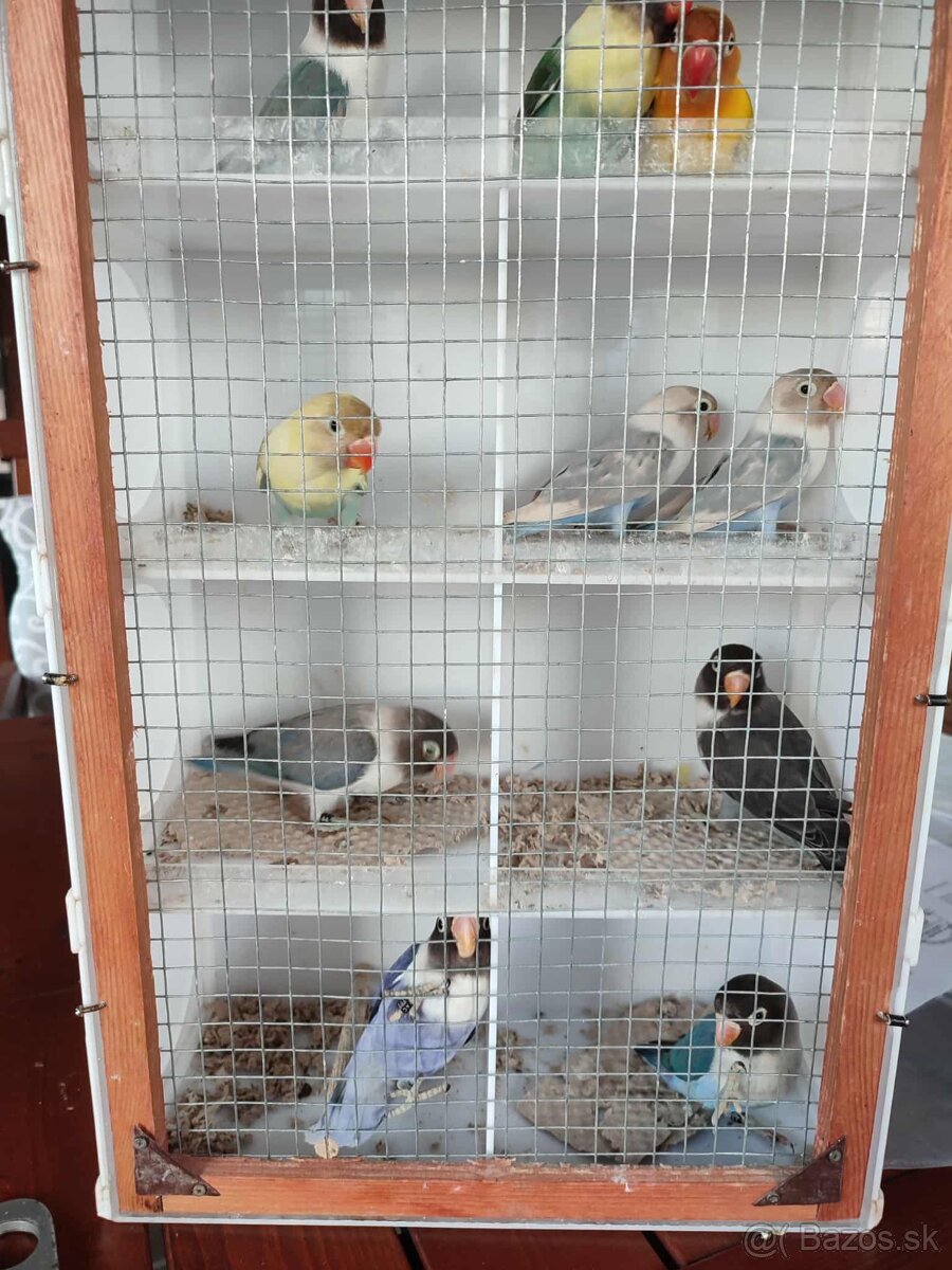 Agapornis škraboškový - 2