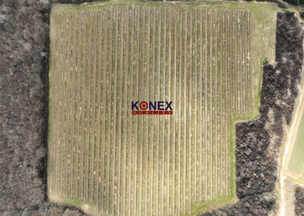 Na predaj krásny vinohrad s rozlohou 25 ha - Sobrance-okolie - 2