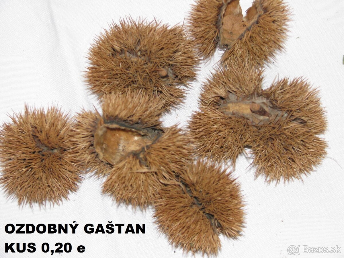 SUŠENÉ KVETY, ŠIŠKY a iné plody do dekorácií - 2