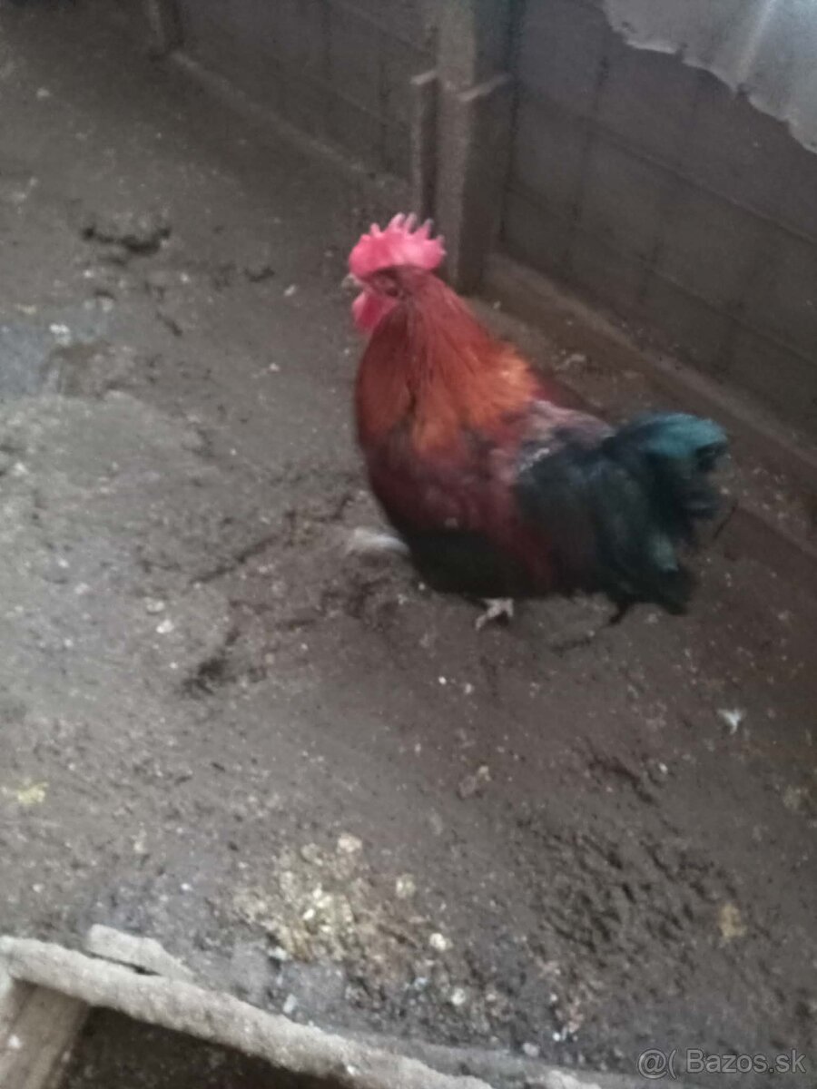 Predám kohútovvv - 2