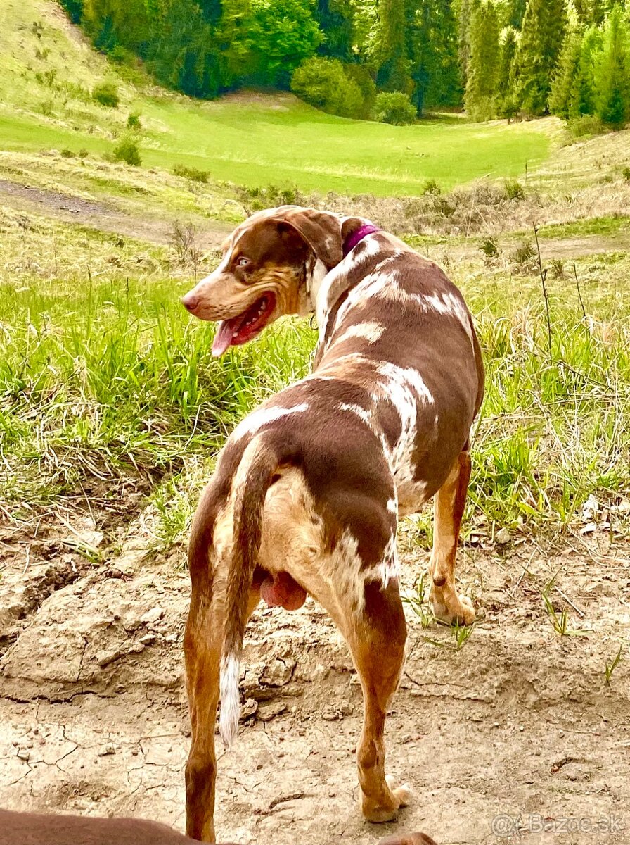 Louisianský leopardi pes - šteniatka s PP - 2