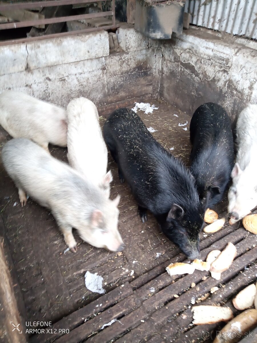 Vietnamské prasatá - 2