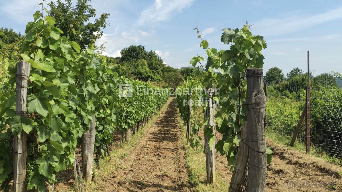 REZERVOVANÉ - Vinohrad 1862 m², v meste Pezinok + 3D - 2