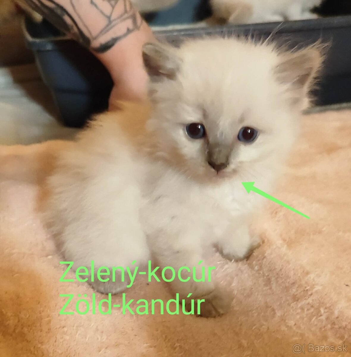 Ragdoll mačiatká - 2
