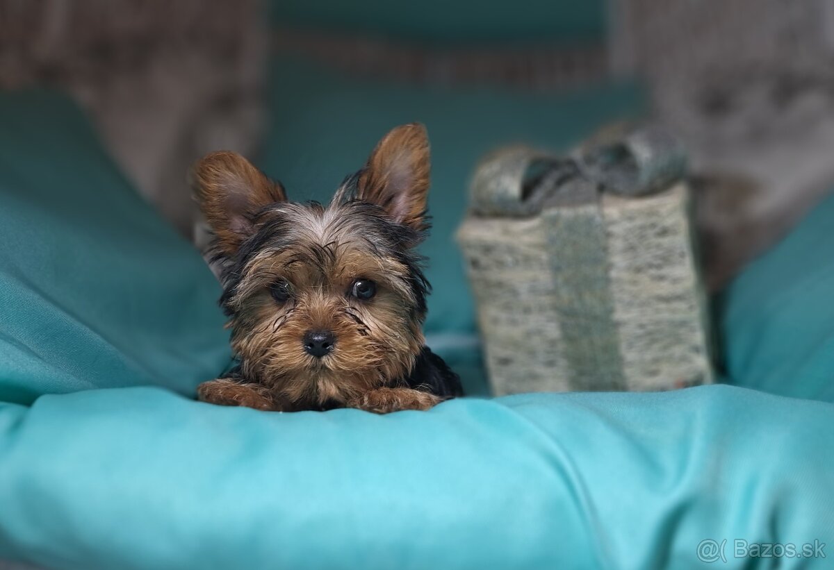 Yorkshirsky terier mini - 2