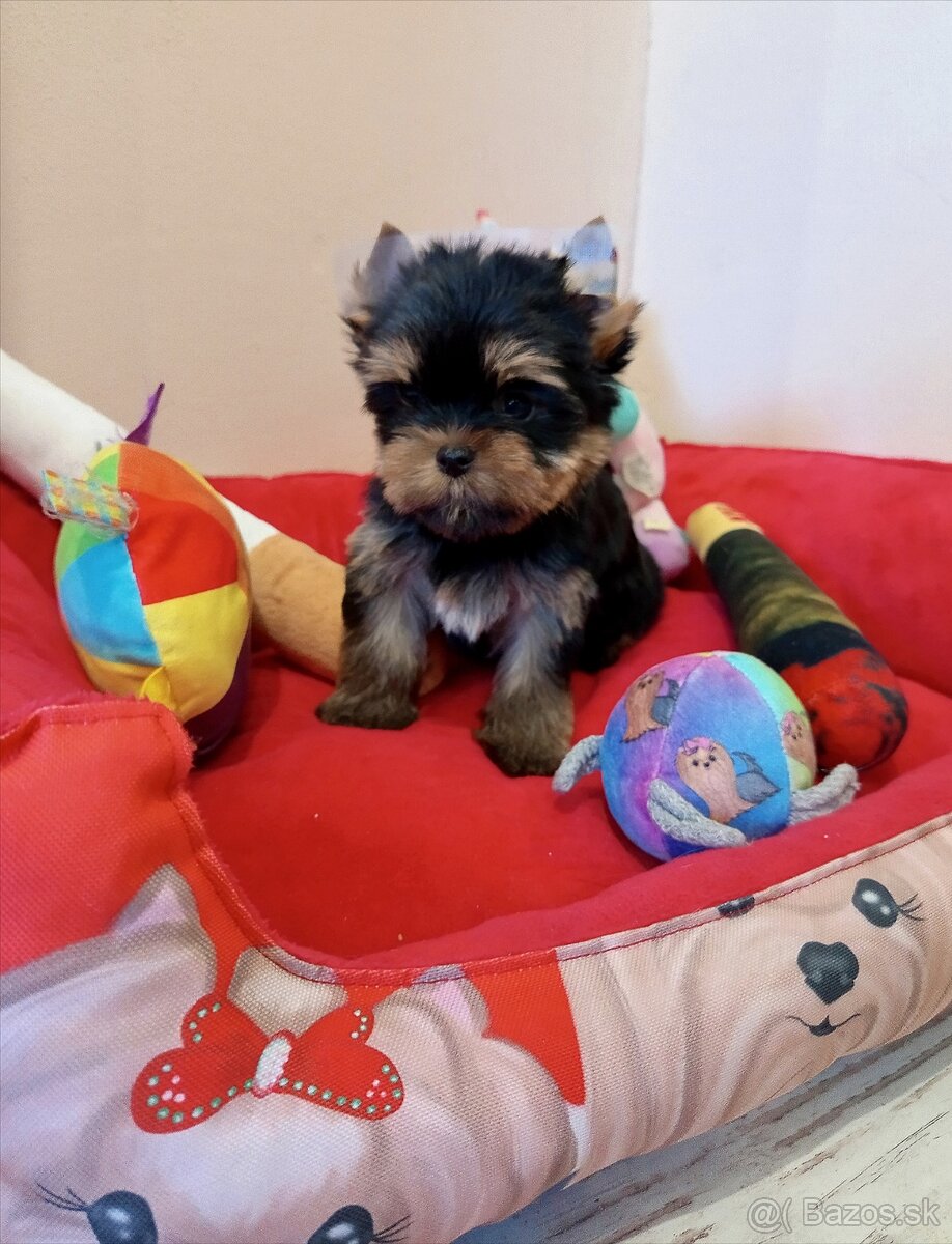 Yorkshire Terrier šteniatka s preukazom pôvodu - 2