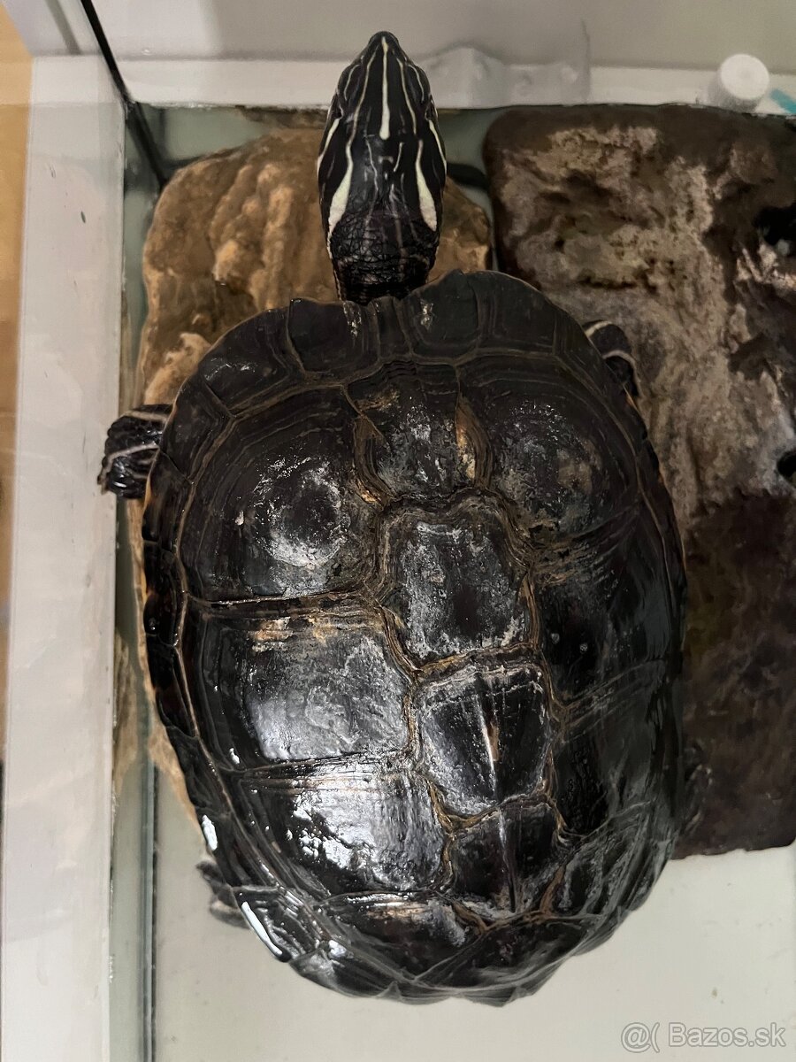 Vodná korytnačka - 2