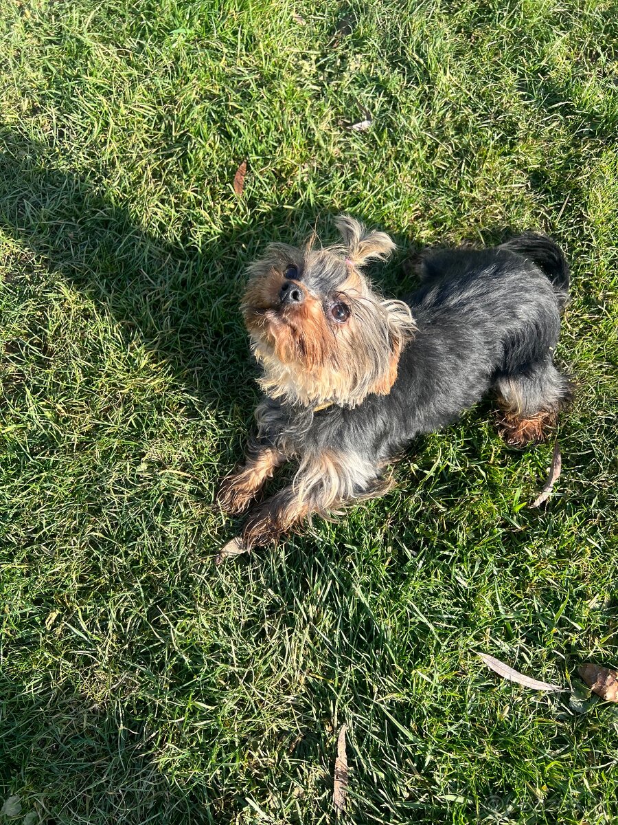 Yorkshirsky teriér mini - 2