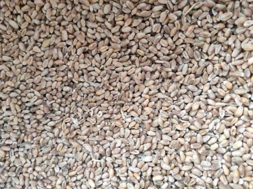 Pšenica - krmná - 2