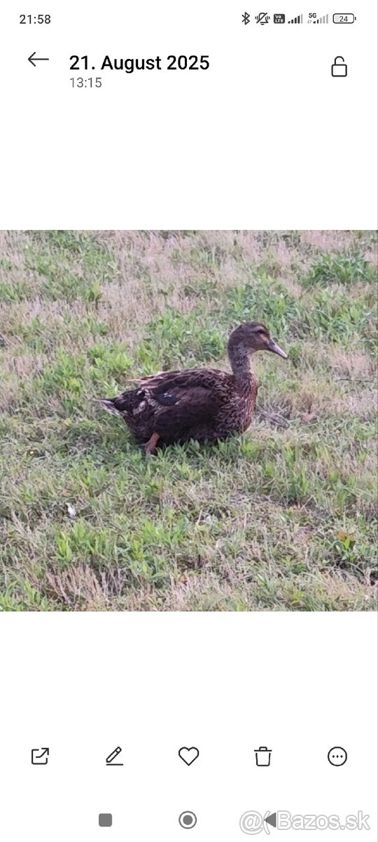 ruánske kačice - 2