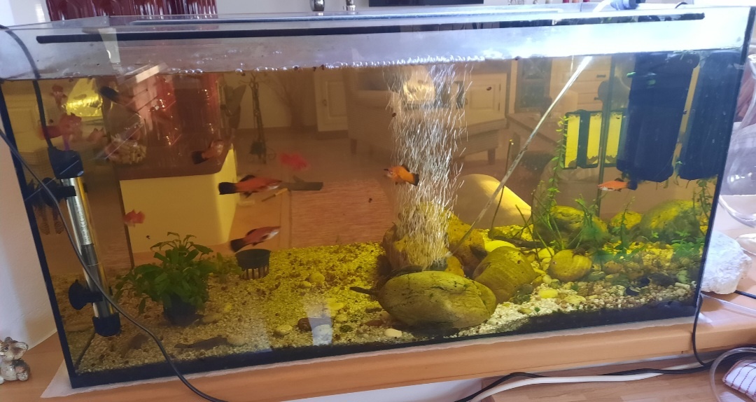 Akvarium aj s rybkami - 2